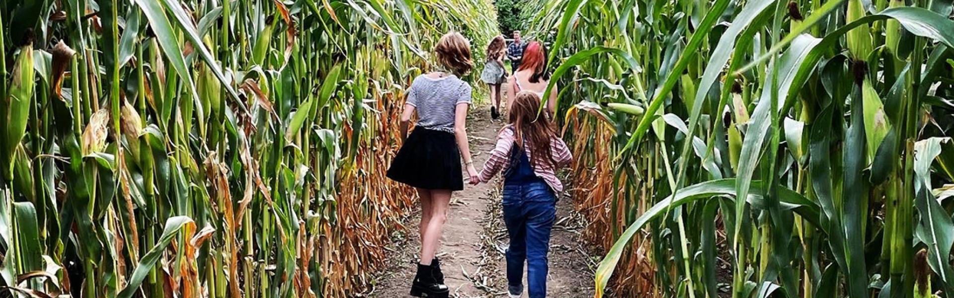 Children walking through a corn maze
