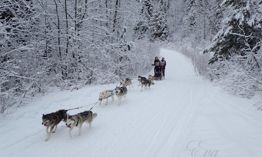 Dogsled team running on a snowy trail