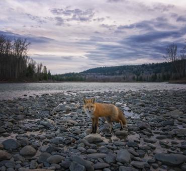 Fox standing on river rocks along the Quesnel River
