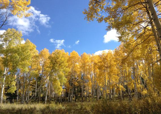 Trees in Autumn